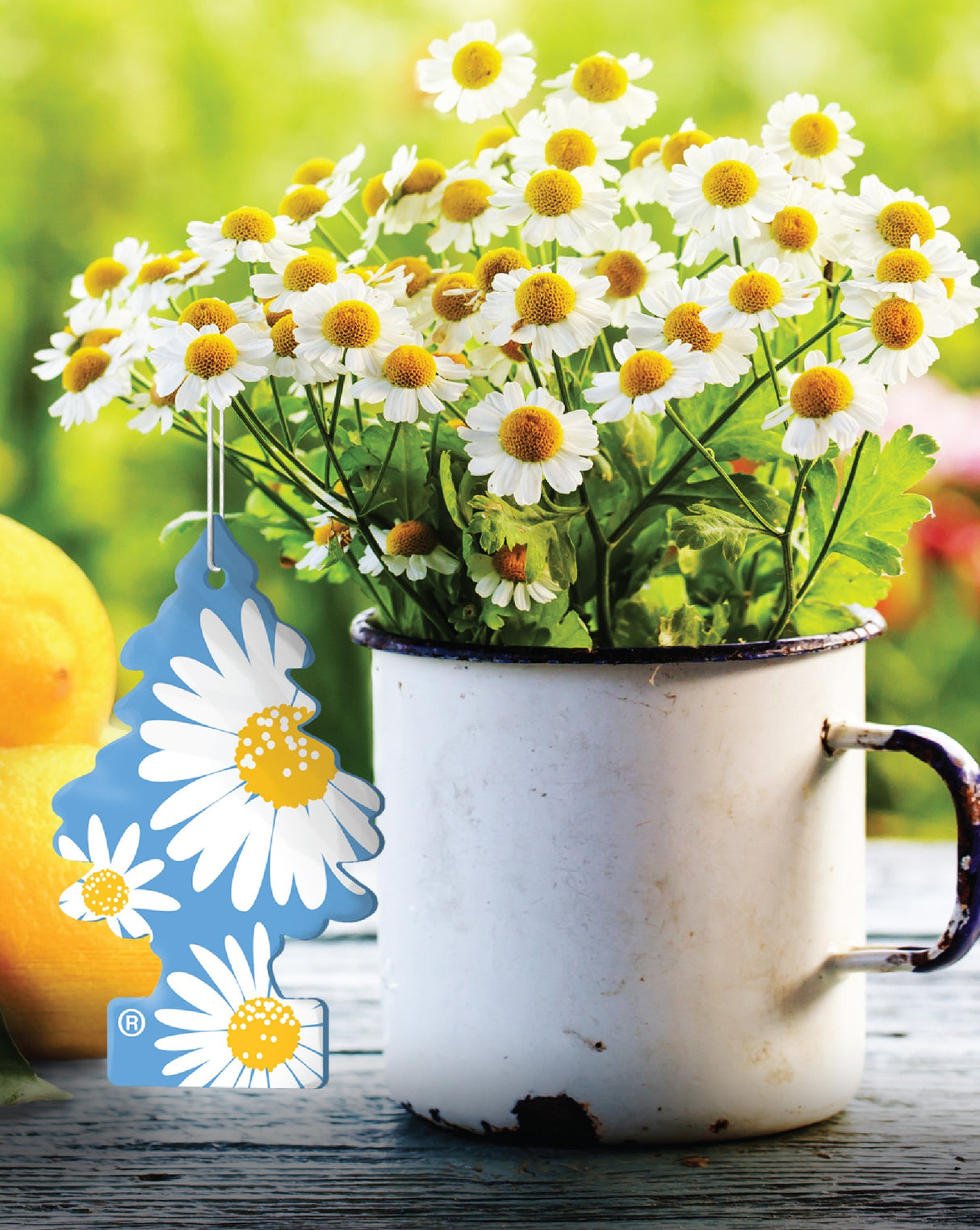 WUNDER-BAUM Daisy Flower 3-pack